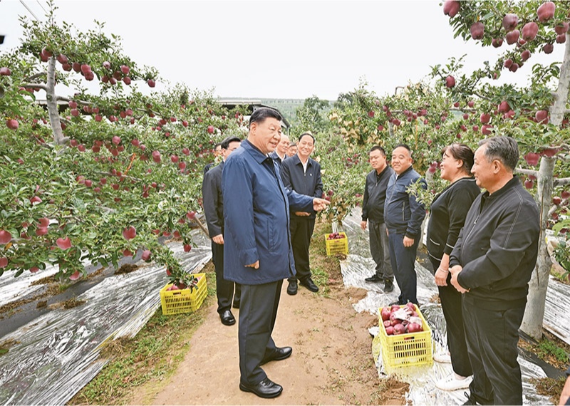 2024年9月10日至13日，中共中央總書記、國(guó)家主席、中央軍委主席習(xí)近平在甘肅考察。這是11日上午，習(xí)近平在天水市麥積區(qū)南山花牛蘋果基地考察時(shí)，走進(jìn)果林了解相關(guān)種植、技術(shù)和管理情況。 新華社記者 謝環(huán)馳/攝