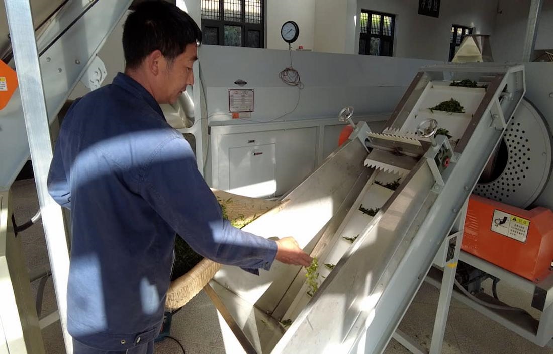 茶廠工人正在查看茶青質(zhì)量。 受訪者供圖