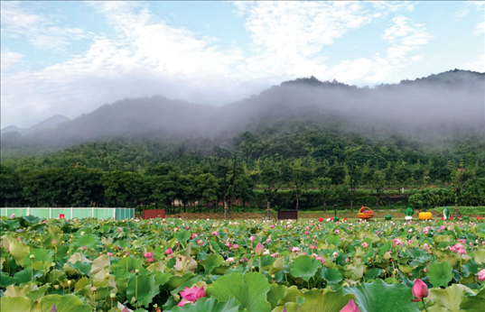 余村荷花池景色秀美。