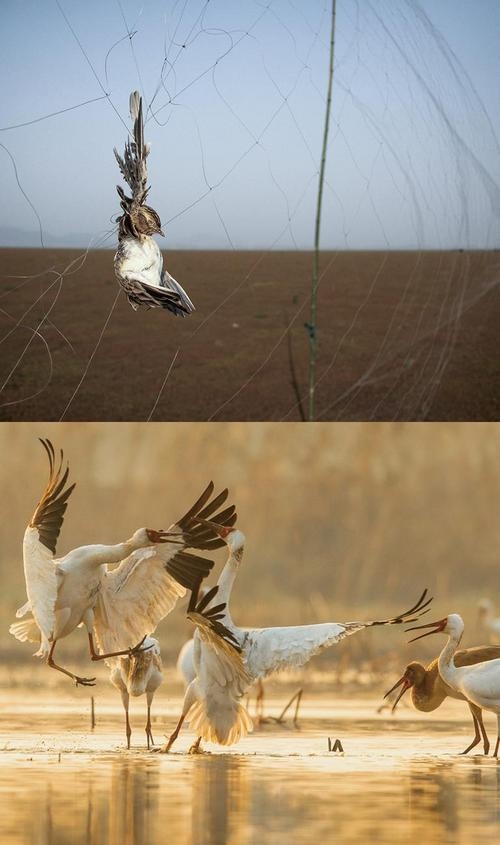 拼版圖片：圖為2011年和2023年鄱陽湖區(qū)的變化，曾經(jīng)湖區(qū)內(nèi)分布有捕鳥網(wǎng)，如今人與自然和諧共生的理念深入人心。攝影：傅建斌 周海燕 制作：賈稀荃