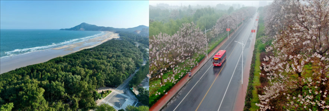拼版照片：左圖為位于東山縣金鑾灣沿岸的木麻黃防護(hù)林帶（無人機(jī)照片，新華社記者 姜克紅 攝）；右圖為2021年4月20日在蘭考縣焦裕祿干部學(xué)院附近拍攝的泡桐花（無人機(jī)照片，新華社記者 郝源 攝）。