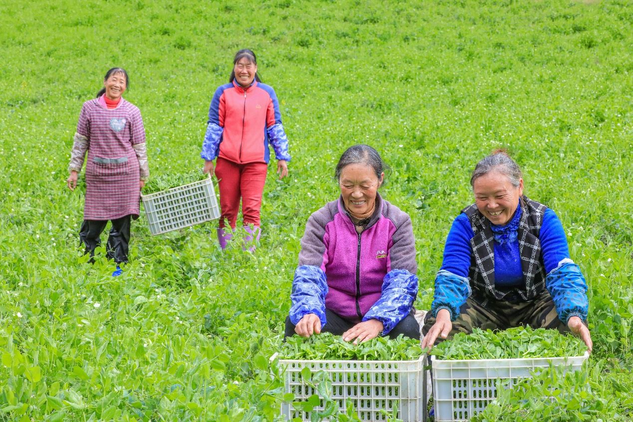 在四川省阿壩藏族羌族自治州馬爾康市馬爾康鎮(zhèn)納足村，當(dāng)季蔬菜喜獲豐收，群眾正在忙著采收、裝箱供應(yīng)市場(chǎng)。來源：人民圖片