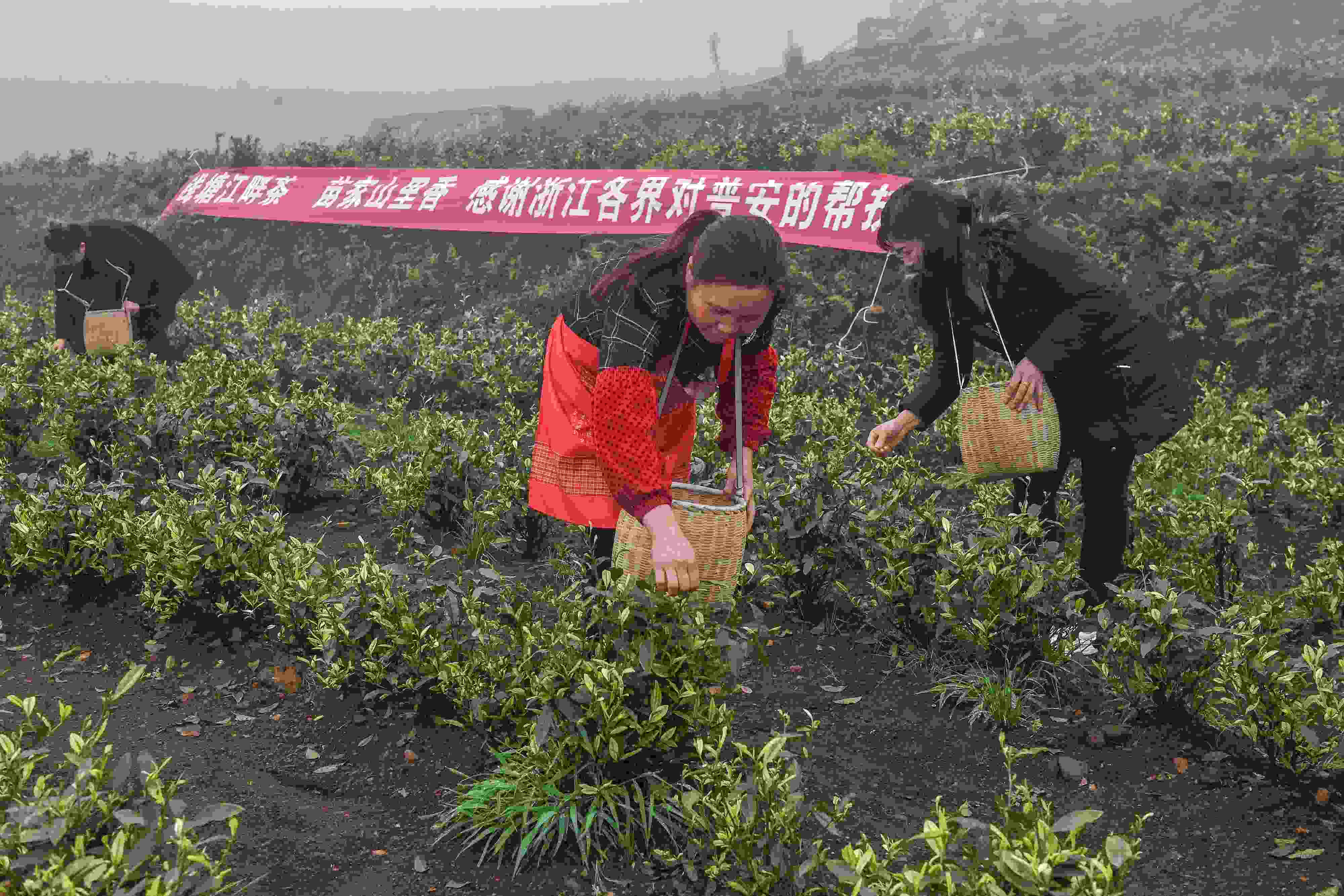 2021年4月14日，工人在貴州省黔西南州普安縣地瓜鎮(zhèn)屯上村“白葉一號”感恩茶園采茶。這片茶園由浙江省安吉縣捐贈。