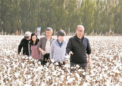 李召虎團(tuán)隊(duì)成員在棉田了解試驗(yàn)情況。 受訪單位供圖