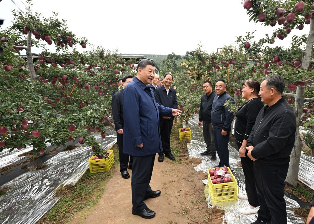 2024年9月11日，習(xí)近平在甘肅省天水市麥積區(qū)南山花牛蘋(píng)果基地考察時(shí)，走進(jìn)果林了解相關(guān)種植、技術(shù)和管理情況。習(xí)近平指出：“經(jīng)過(guò)70多年培育發(fā)展，花牛蘋(píng)果品牌更響亮了。要加強(qiáng)品種保護(hù)和培育，優(yōu)化種植方式，創(chuàng)新?tīng)I(yíng)銷(xiāo)模式，把這個(gè)特色產(chǎn)業(yè)做得更大，帶動(dòng)更多群眾增收致富?！? width=