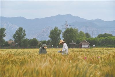 圖為中國農(nóng)業(yè)大學(xué)師生在該校上莊實(shí)驗(yàn)站開展小麥育種工作。馬文哲攝