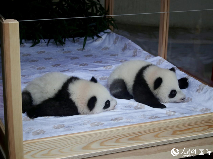 柏林動(dòng)物園的明星“夢(mèng)好”與“夢(mèng)甜”。人民網(wǎng) 肖晶攝