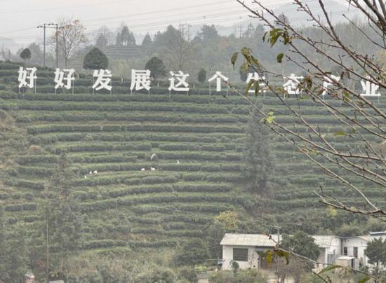 景寧畬族自治縣澄照鄉(xiāng)三石村馬嶺頭茶葉基地。劉軍國攝