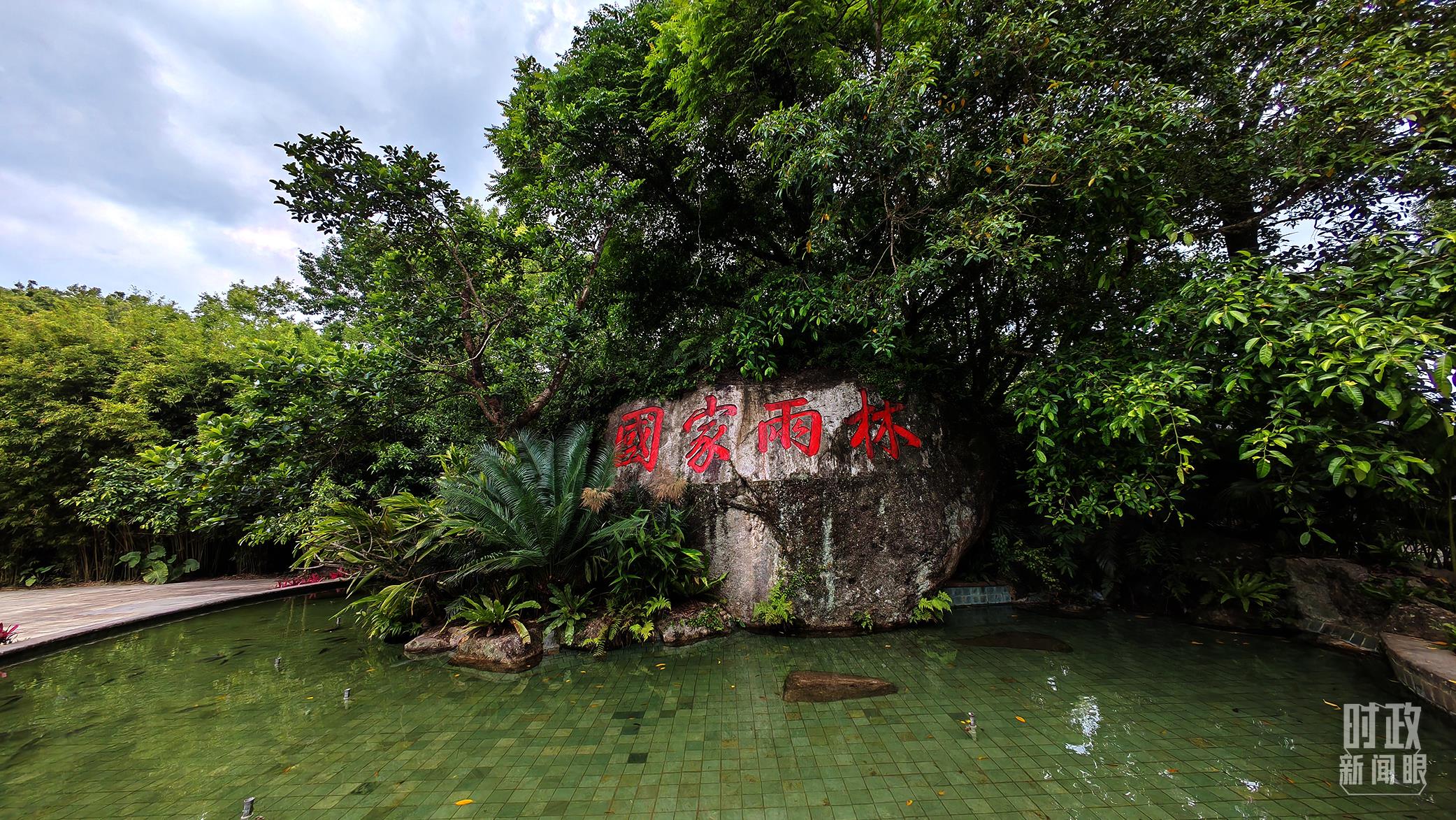 海南熱帶雨林國家公園。（總臺央視記者彭漢明拍攝）
