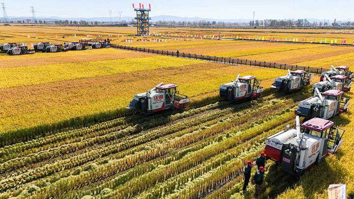 2024年9月22日，在黑龍江省重要糧食產(chǎn)區(qū)哈爾濱市方正縣的稻田中，農(nóng)機(jī)開啟“黑龍江秋收第一鐮”作業(yè)（無人機(jī)照片）。新華社記者 王松 攝