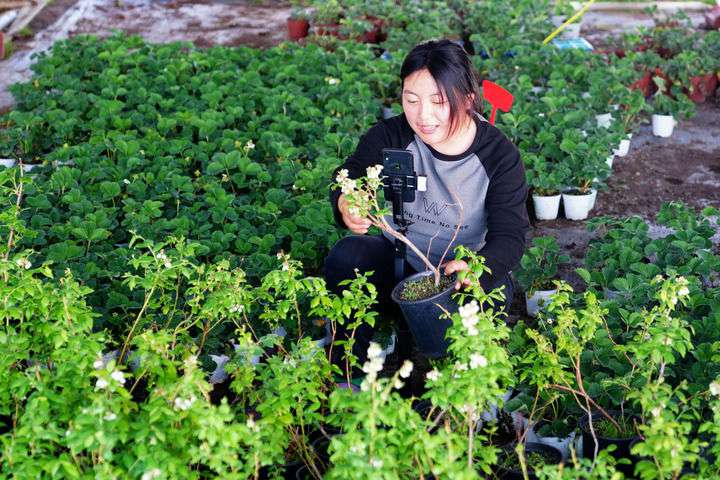 2024年4月27日，在山東省惠民縣姜樓鎮(zhèn)立冉果蔬種植合作社，工作人員在直播賣藍(lán)莓苗。新華社記者 郭緒雷 攝