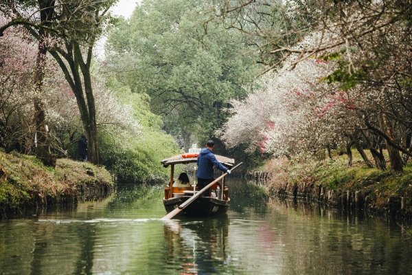 杭州西溪濕地，河岸梅花盛開。圖片來源：視覺中國(guó)