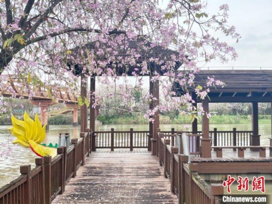 3月7日，廣州海珠國家濕地公園宮粉紫荊花海吸引游人。中新社記者 許青青 攝