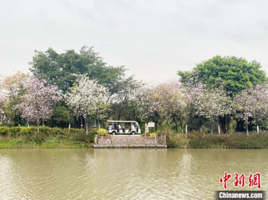 3月7日，廣州海珠國家濕地公園宮粉紫荊花海吸引游人。中新社記者 許青青 攝
