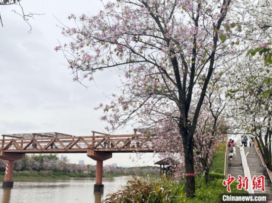 3月7日，廣州海珠國家濕地公園宮粉紫荊花海吸引游人。中新社記者 許青青 攝