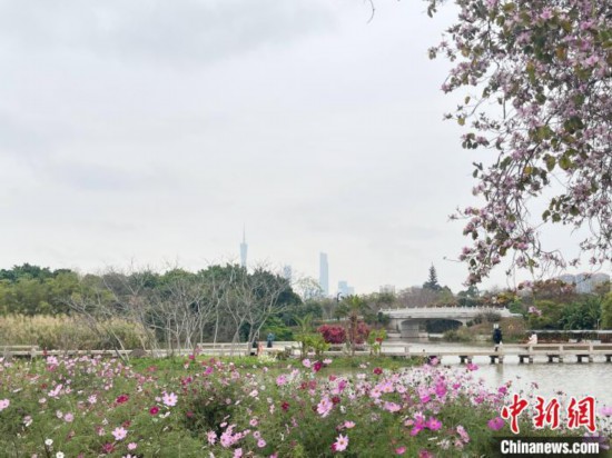 每年三月，廣州海珠國家濕地公園迎來最具標(biāo)志性的景觀之一——宮粉紫荊花海，公園內(nèi)的石榴崗河沿岸兩側(cè)，數(shù)千株宮粉紫荊綿延3.2公里，粉紅與粉白的花朵交織如云，頗為浪漫。據(jù)悉，宮粉紫荊因其耐濕性強(qiáng)、花期長的特性，是廣州海珠國家濕地公園生態(tài)修復(fù)的優(yōu)選樹種。近年來通過科學(xué)管養(yǎng)，花量相較往年明顯增加，盛花期持續(xù)近一個(gè)月時(shí)間，預(yù)計(jì)浪漫景致將延續(xù)至清明前。圖為3月7日，廣州海珠國家濕地公園宮粉紫荊花海吸引游人。中新社記者 許青青 攝