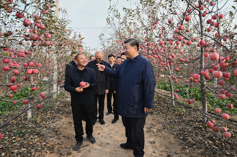 2022年10月26日，習近平總書記在陜西省延安市安塞區(qū)高橋鎮(zhèn)南溝村的蘋果園里同老鄉(xiāng)們親切交流。