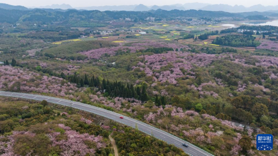 清鎮(zhèn)市紅楓湖鎮(zhèn)右二村旁的道路與花海相映（4月5日攝，無人機(jī)照片）。