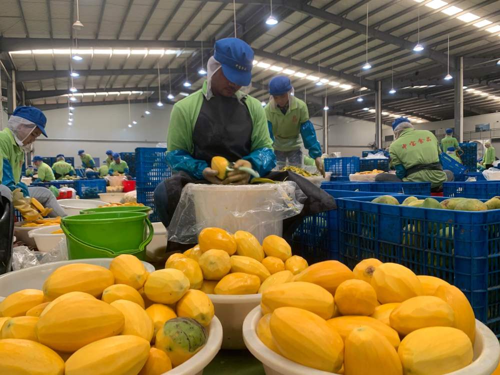 2023年3月7日，工作人員在柬埔寨磅士卑省的中寶（柬埔寨）食品科技有限公司處理芒果。自區(qū)域全面經(jīng)濟(jì)伙伴關(guān)系協(xié)定（RCEP）生效實(shí)施以來(lái)，柬埔寨的農(nóng)產(chǎn)品正在更加便利地進(jìn)入中國(guó)市場(chǎng)。