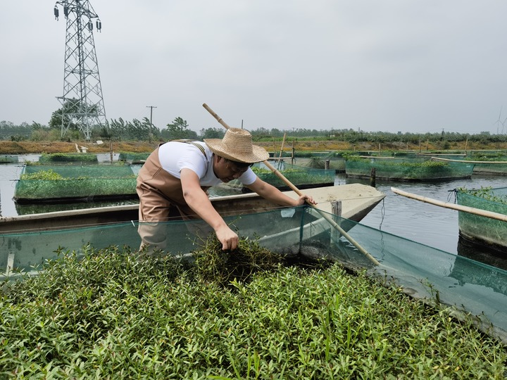 陳樹在湖北省仙桃市剅河鎮(zhèn)余腦村黃鱔繁育基地觀察黃鱔長(zhǎng)勢(shì)。新華社記者宋立崑 攝